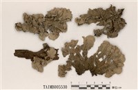 藏品(大裸緣梅衣)的圖片